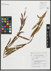 Foto von Salix purpurea L. x Salix viminalis L.